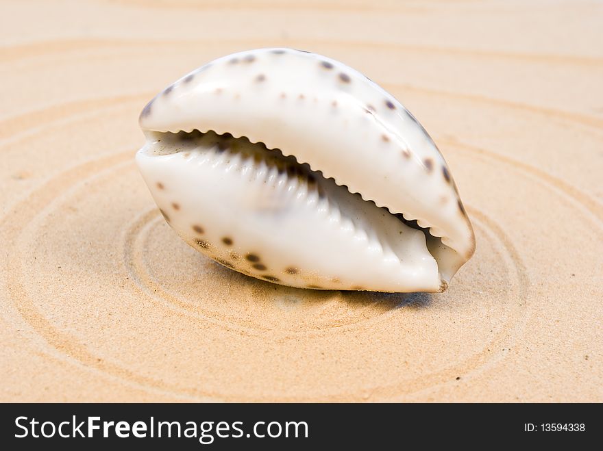 Seashell on sand and circles