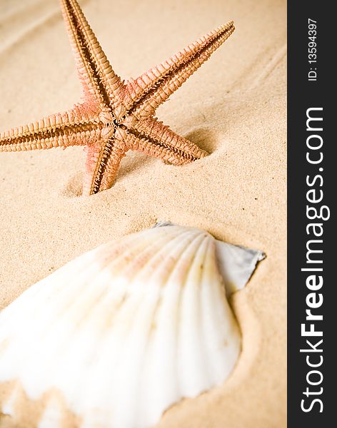 Seashell on sand and starfish