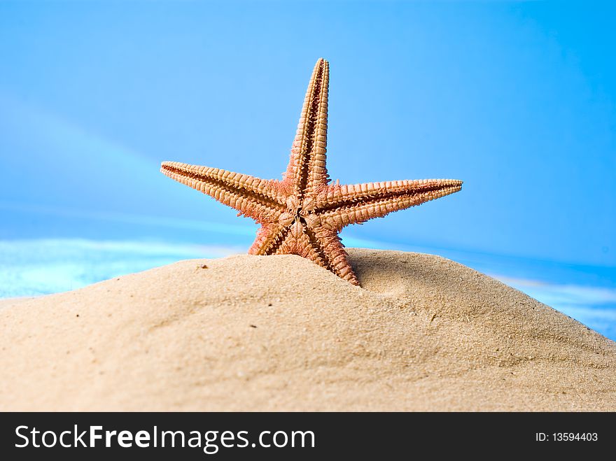 Starfish on sand and blue background