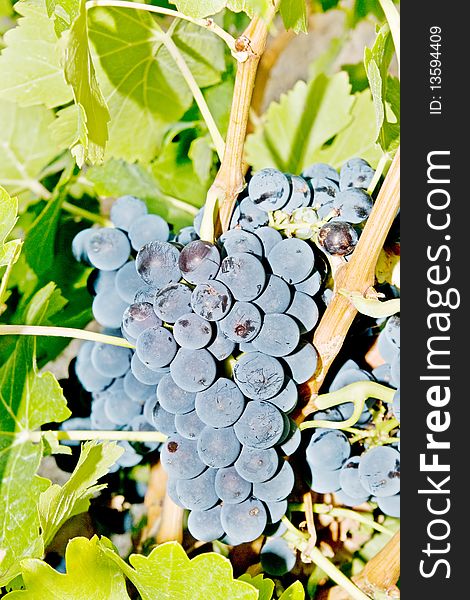 White grapes on the vine.
these are planted specifically for black wine making elite. White grapes on the vine.
these are planted specifically for black wine making elite