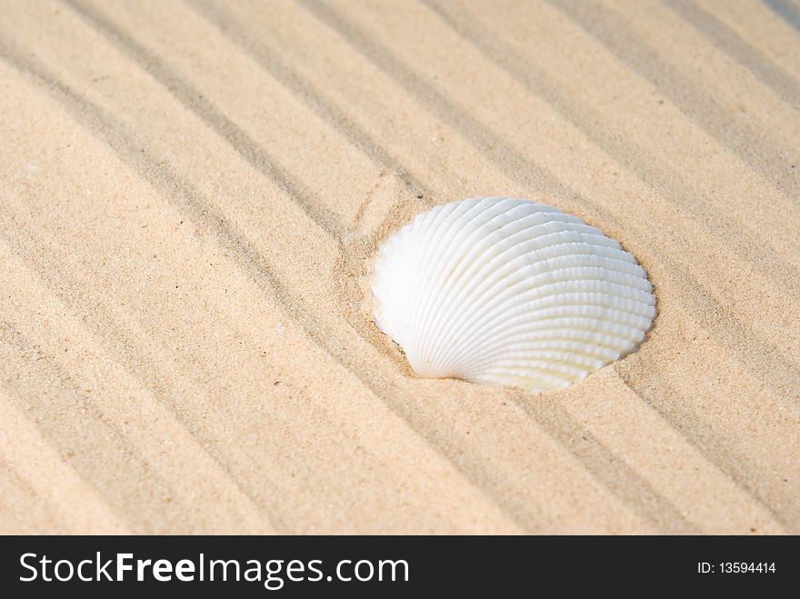 White sea shell on sand. White sea shell on sand