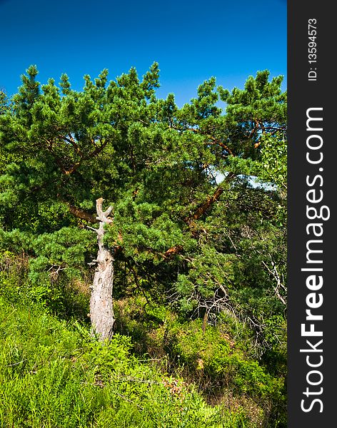 Stubby wide-branching bright green pine-tree on a grassy hill under blue sky