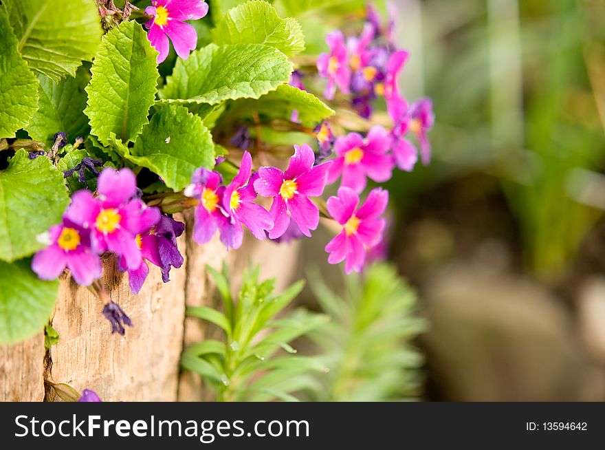 Delicate pink and yellow spring flowers in wooden bucket. Blurred greenery can be seen in background. Delicate pink and yellow spring flowers in wooden bucket. Blurred greenery can be seen in background