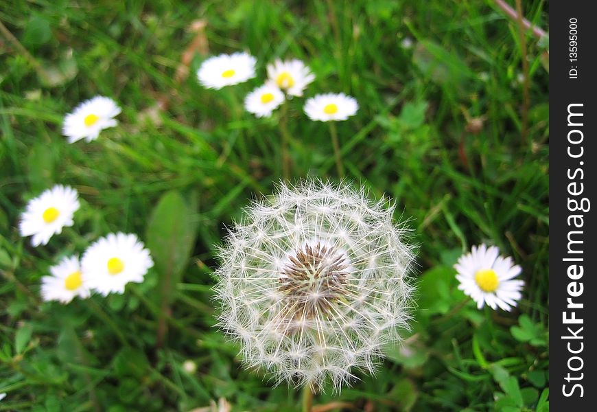Dandelion and daisies on green grass