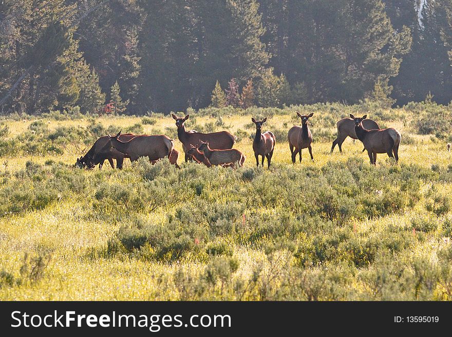 Elk in a field near Fishing Bridge. Elk in a field near Fishing Bridge