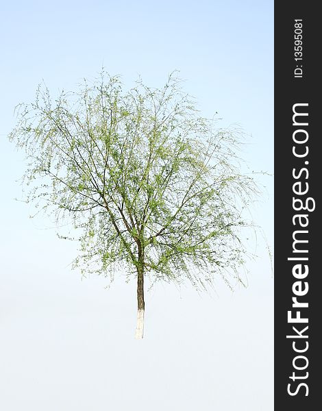 The willow spherical is isolated on a white background