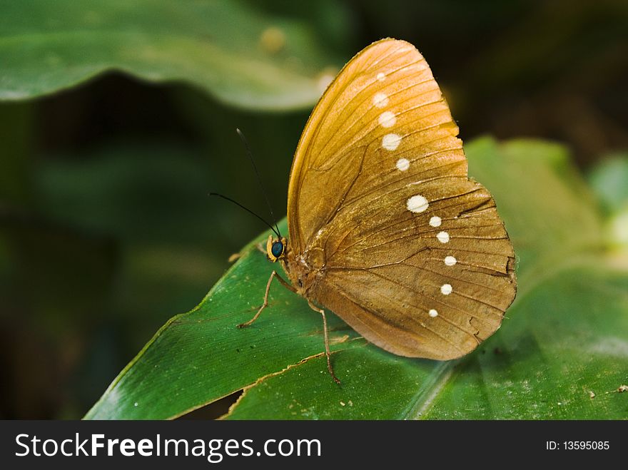 Lycaenidae butterfly resting on a leaf. Lycaenidae butterfly resting on a leaf