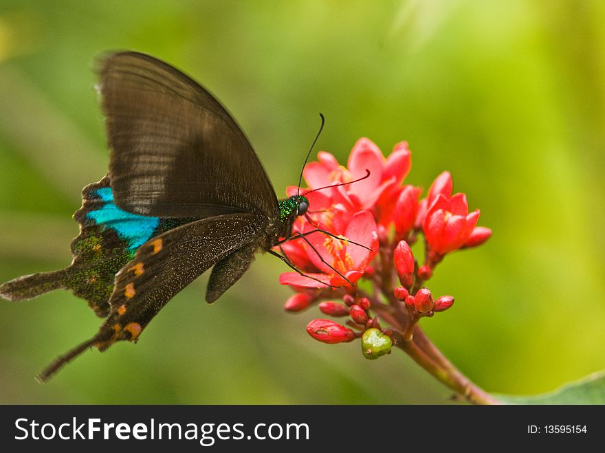 A swallowtail butterfly was gathering honey in a garden. A swallowtail butterfly was gathering honey in a garden.