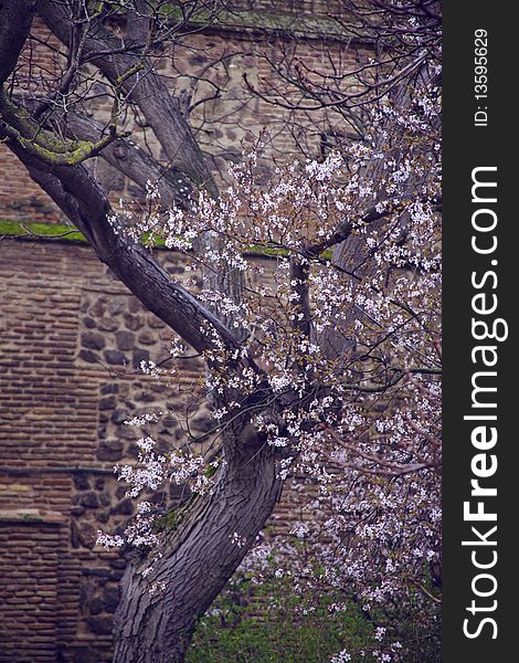 Blooming pink cherry on the branches on the background of the old brick wall