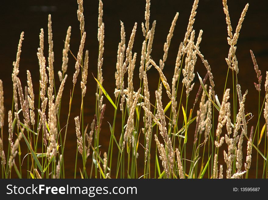 Background Of Wild River Grass