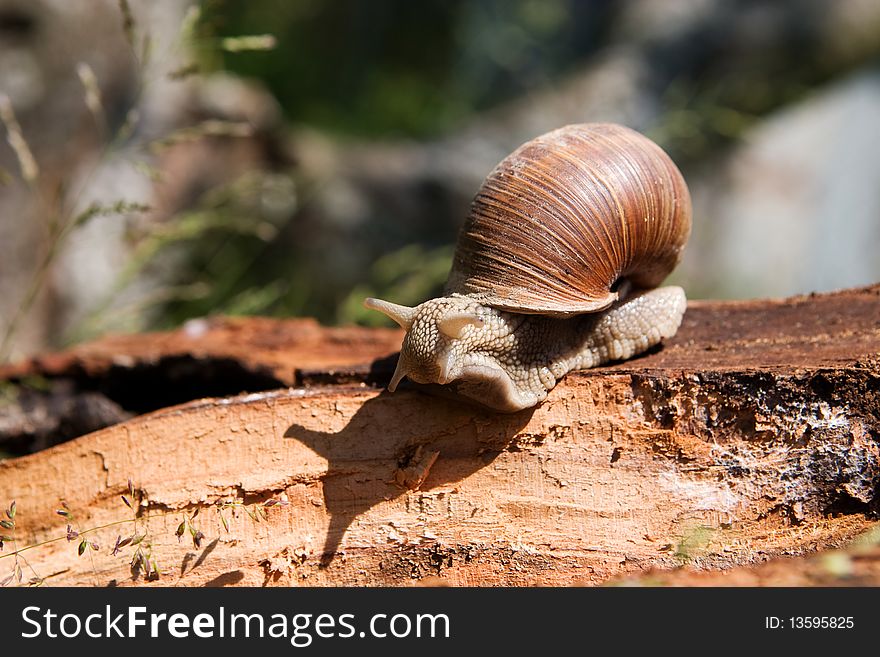 Snail on a tree bark, closeup nature background