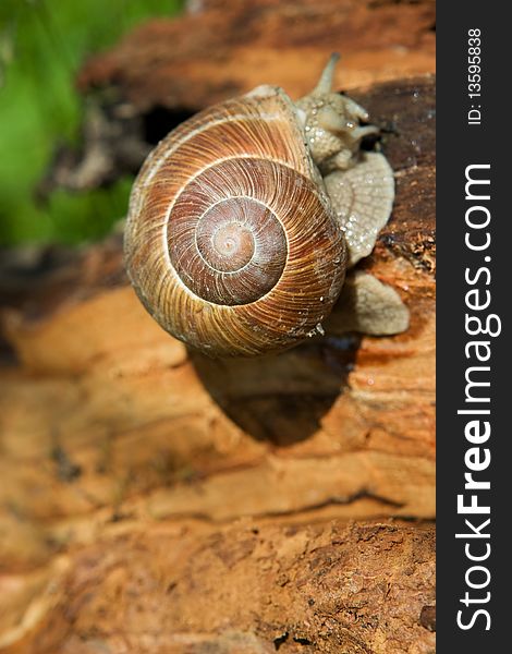 Snail on a tree bark, closeup nature background