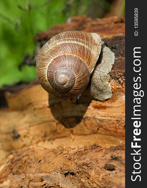 Snail on a tree bark, closeup nature background