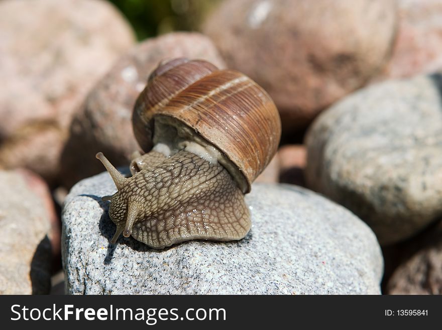Snail on a granite, closeup nature background
