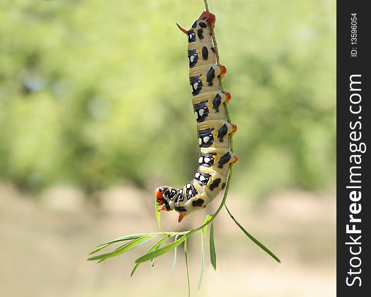 Caterpillar on the stem/macro. Caterpillar on the stem/macro