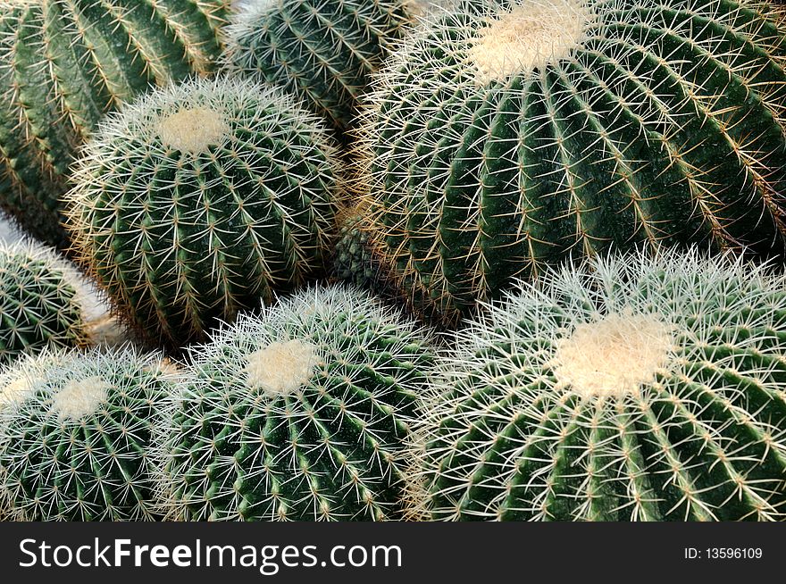 Spherical cactaceous with repeated globular shape, and same feature. Spherical cactaceous with repeated globular shape, and same feature.