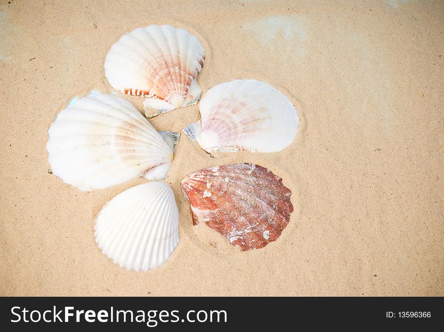 Five seashells on brown sand