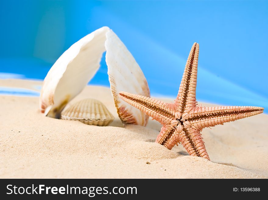 Seashells and starfish on sand