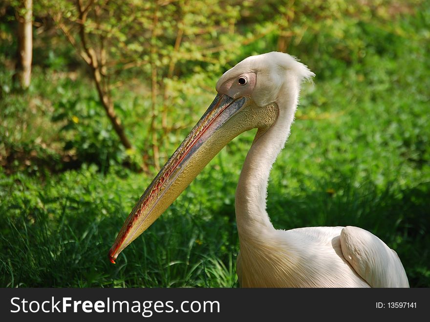 Day photo of Pelican in zoo.