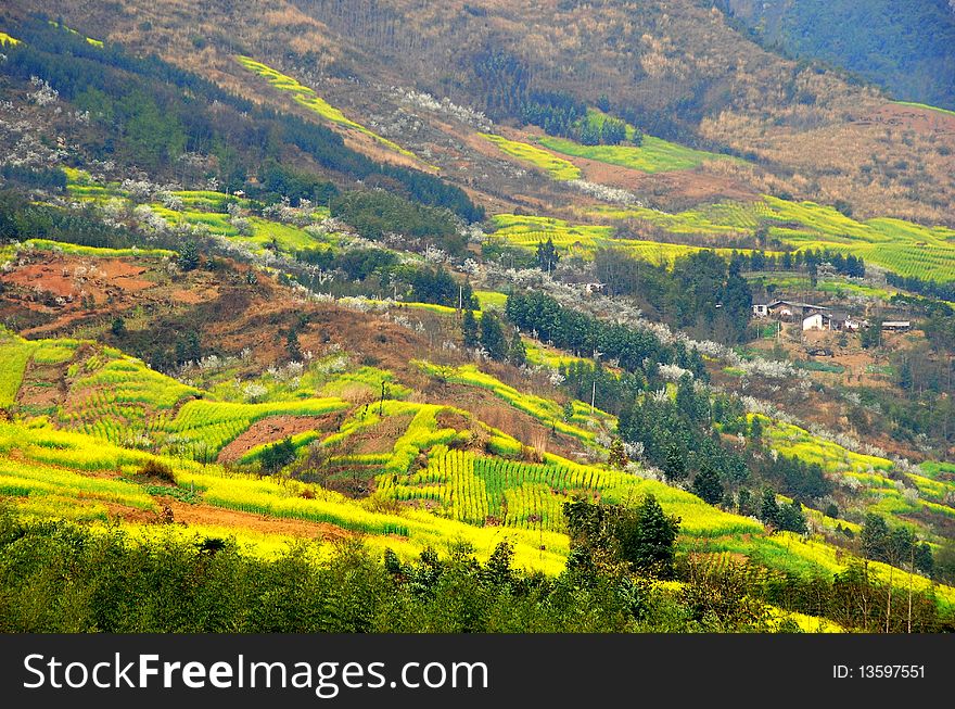 In the Spring foothills of Sichuan mountains are covered with fields of yellow rapeseed oil flowers and white plum tree blossoms near Pengzhou, China - Xu Lei Photo. In the Spring foothills of Sichuan mountains are covered with fields of yellow rapeseed oil flowers and white plum tree blossoms near Pengzhou, China - Xu Lei Photo.