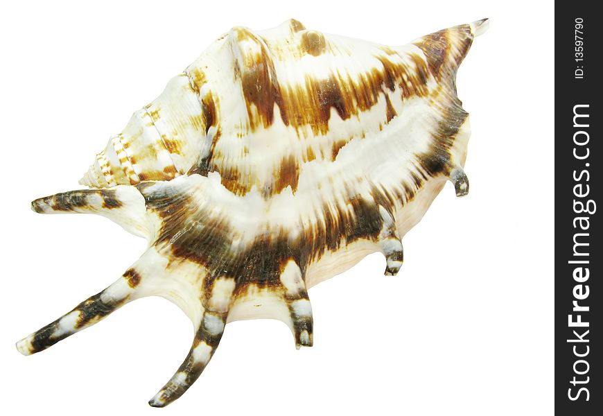 Bright sea shell