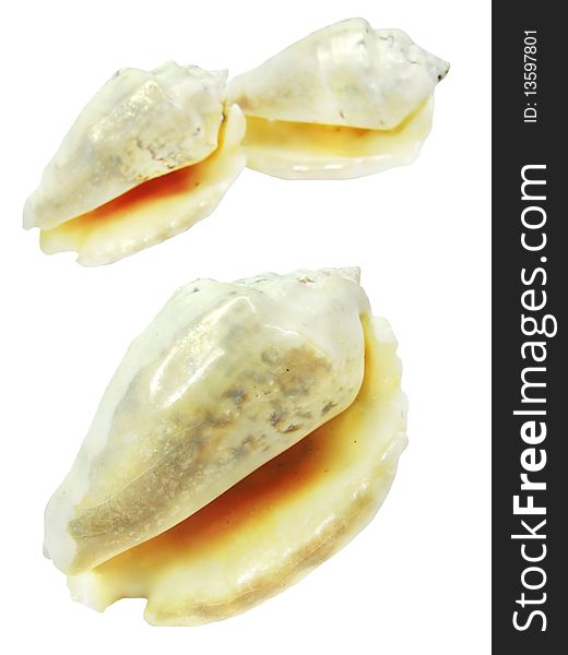 Three white sea shells conus isolated. Three white sea shells conus isolated