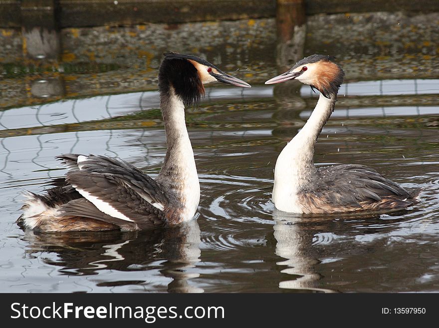 Two grebes in love swimming in a pond.