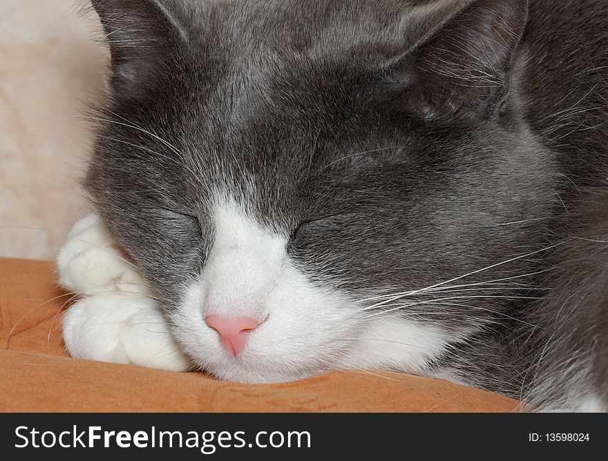 Closeup view of sleeping white gray cat