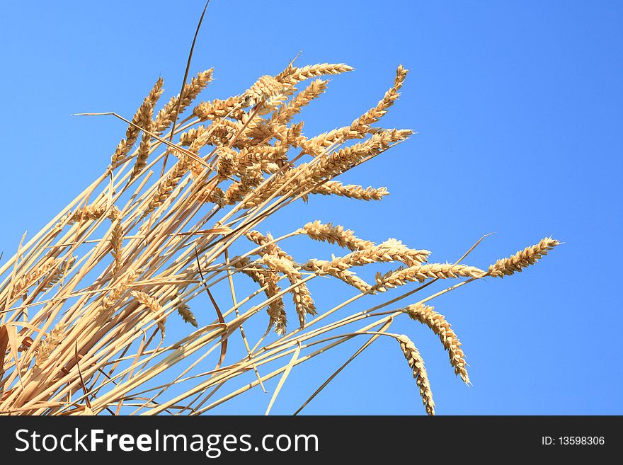 Wheat stems against a blue sky. Wheat stems against a blue sky.