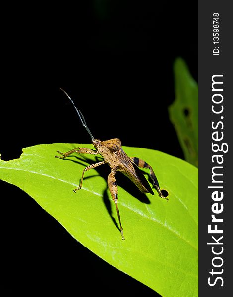 A closeup view of a large grasshopper on a leaf.