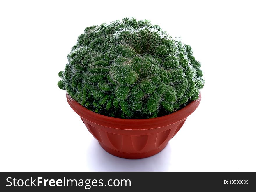 Cactus in a brown pot. Cactus in a brown pot