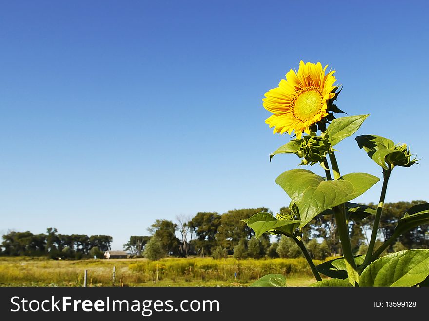 Ripe sunflower grows lonely in the field. Ripe sunflower grows lonely in the field.