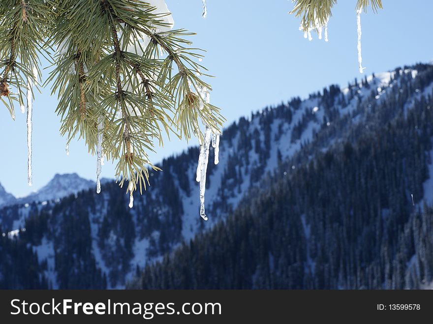 Winter scene