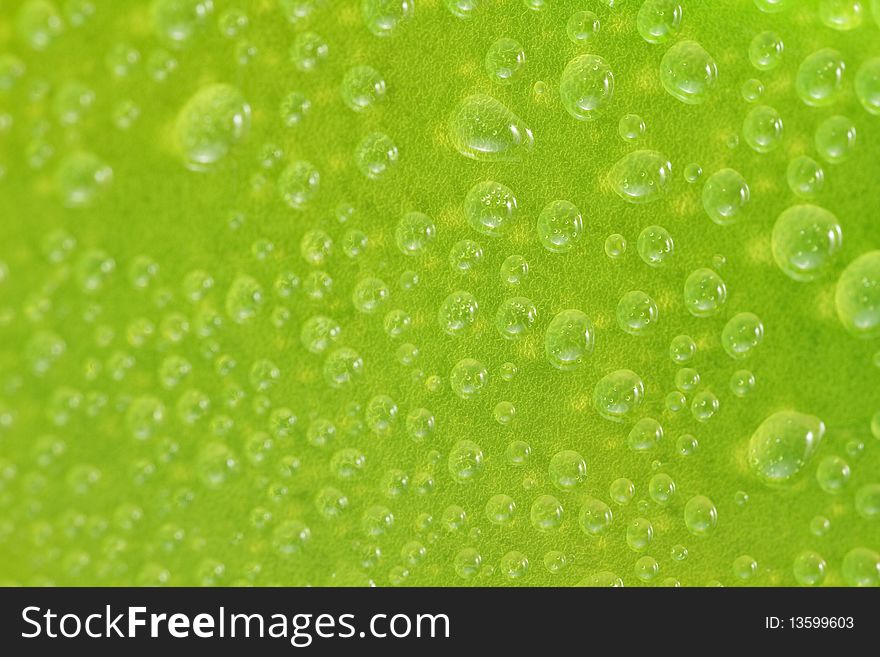 Water drops on a green surface, selective focus.