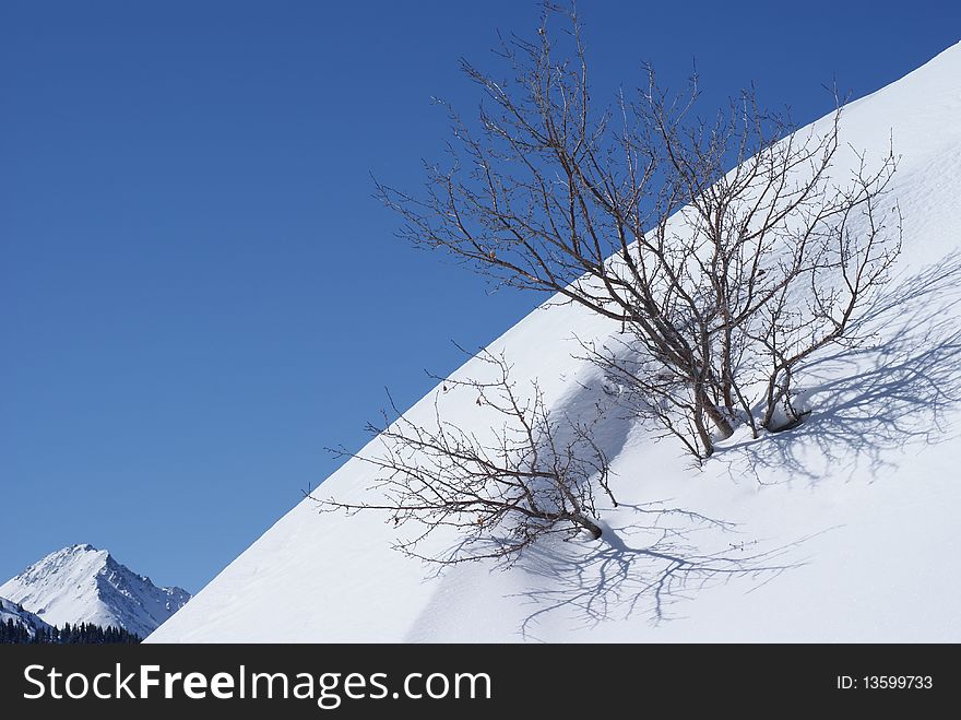 Winter Scene