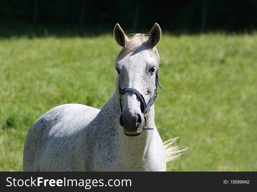Beautiful white horse standing on a lwan or meadow