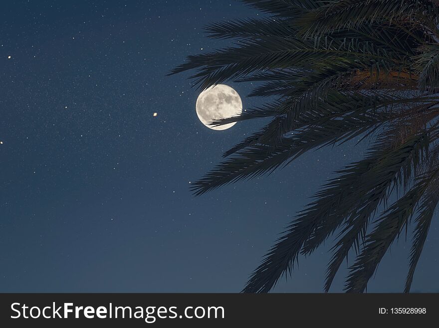 Silhouette of palm tree on the night sky background.