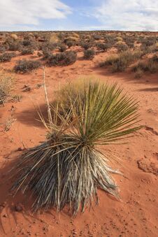 Yucca And Other Desert Plants. The Rock Formation In The Glen Canyon, Sandstone Formations Stock Image