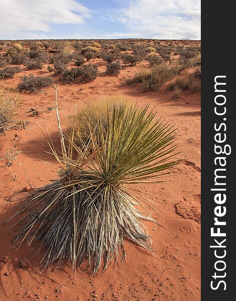 Yucca and other desert plants. The Rock formation in the Glen canyon, sandstone formations, USA Arizona