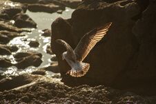 Seagull In The Rocks In The Ocean Stock Image