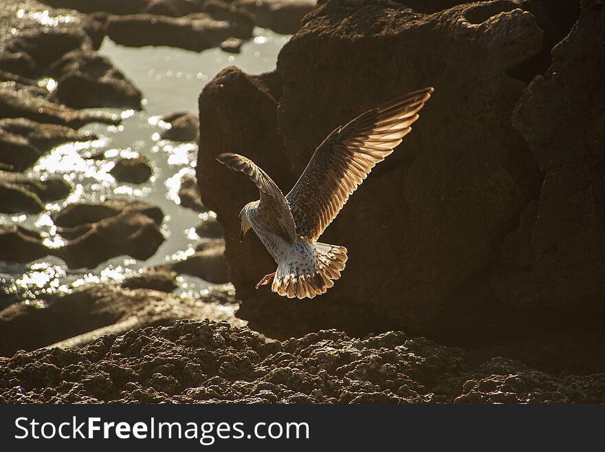 Seagull landing in the rocks in the ocean. Seagull landing in the rocks in the ocean