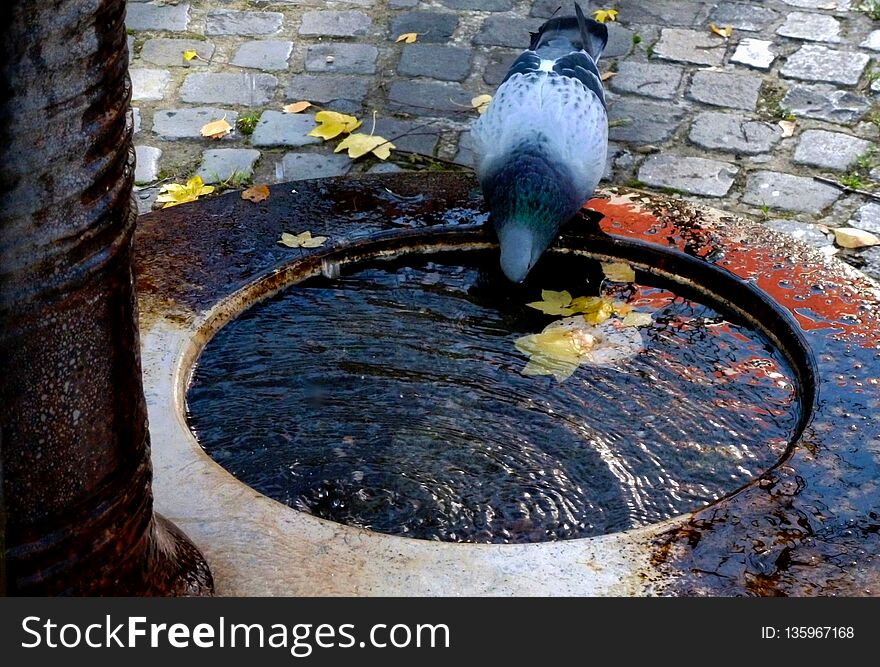 Pigeon drinking at urban fountain in the fall with yellow leaves around on the cobble stone street pavement