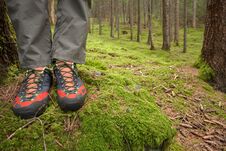 Free Walking In The Woods Long A Path Royalty Free Stock Photography - 135973787