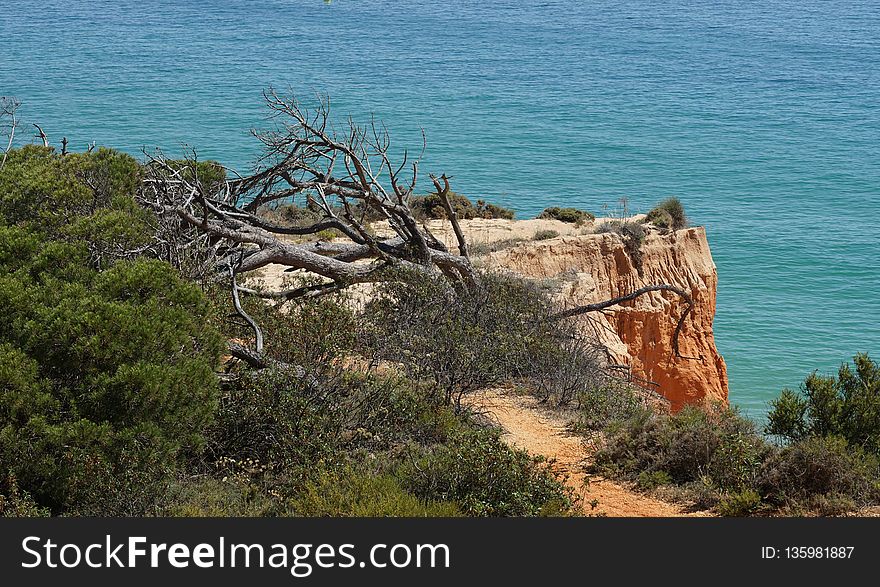 Tree, Rock, Coast, Vegetation