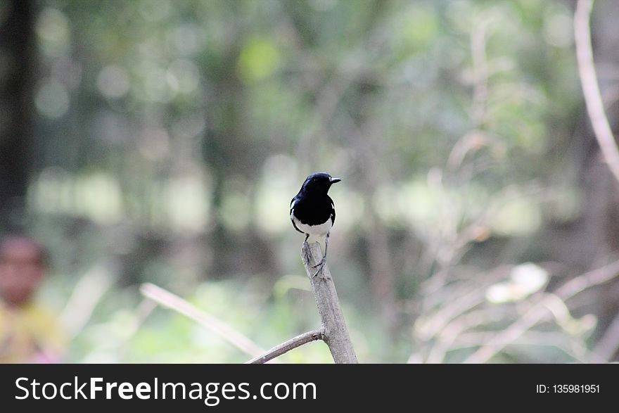 Bird, Fauna, Beak, Wildlife