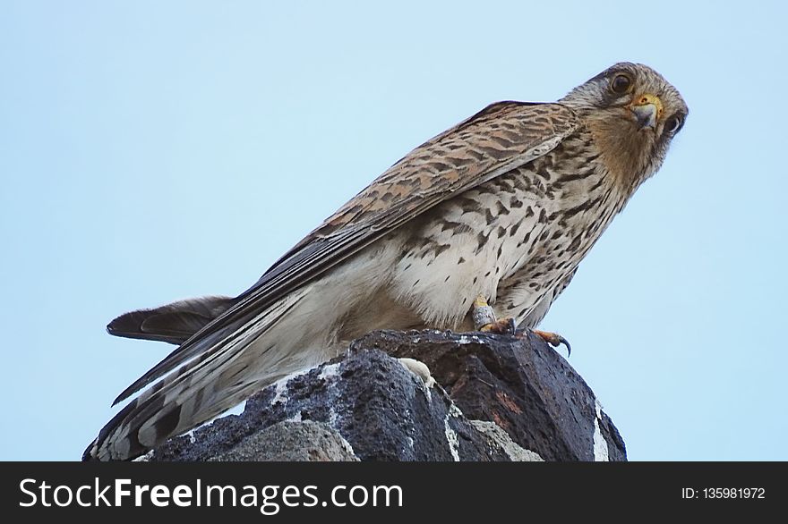 Bird, Fauna, Hawk, Falcon