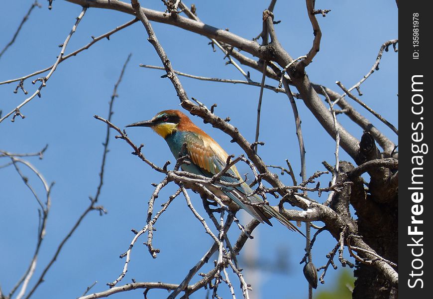 Bird, Fauna, Branch, Tree