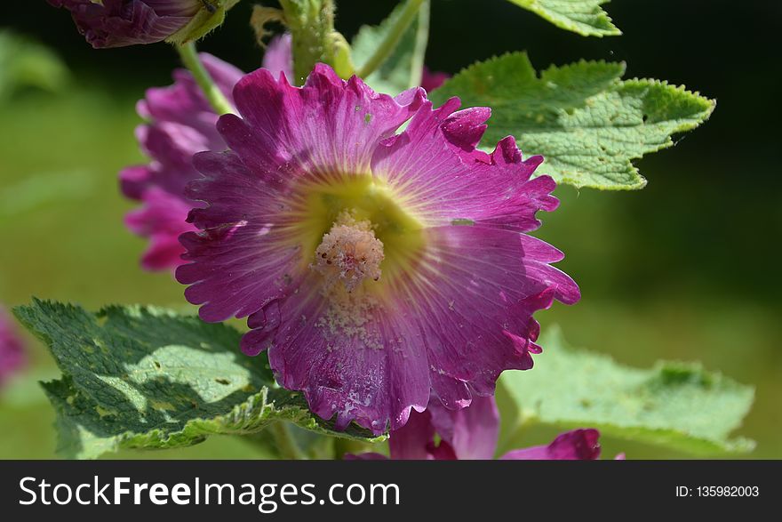 Flower, Plant, Hollyhocks, Annual Plant