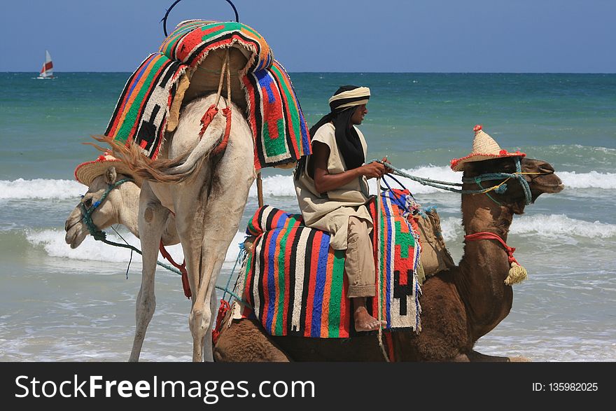 Camel, Arabian Camel, Beach, Camel Like Mammal