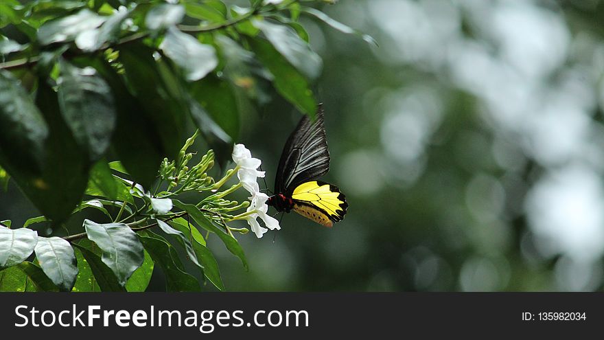 Butterfly, Moths And Butterflies, Insect, Leaf